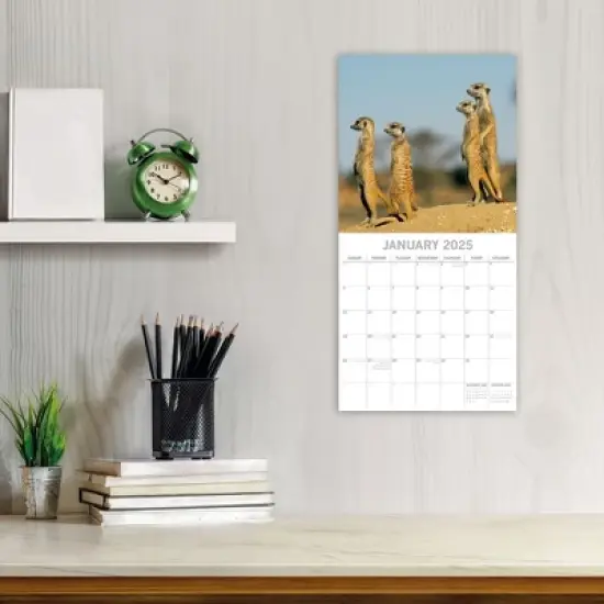 The Gifted Stationery 2025 Square Wall Calendar, Safari, 16-Month Natural World Theme with 180 Reminder Stickers (12x12 In) image {1}