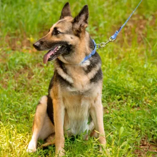 Country Brook Petz - Mermaid Scales Martingale Dog Collar image {8}