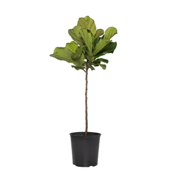 Ficus Lyrata Standard - National Plant Network image {2}