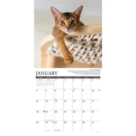 Willow Creek Press 2026 Why Cats Do That Wall Calendar image {2}