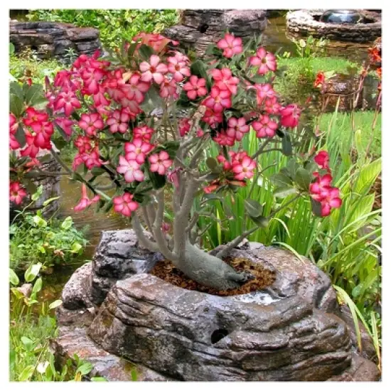Desert Rose'  1pc - National Plant Network -  Indoor Plant Or U.S.D.A. Hardiness Zones 10 - 11 image {2}