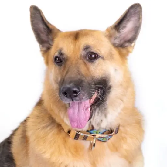 Country Brook Petz 1 1/2 Inch Native Arizona Martingale Dog Collar image {1}