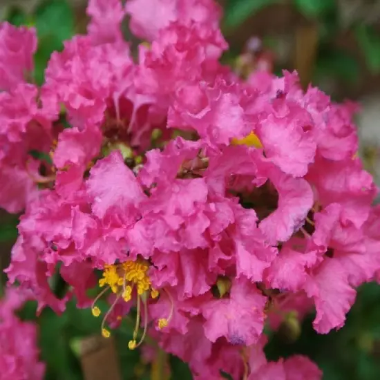 National Plant Network Pocomoke Dwarf Crepe Myrtle - 3gal image {3}