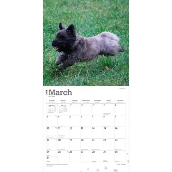 Browntrout 2024 Wall Calendar 12"x12" Cairn Terriers image {2}