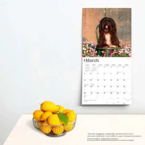 Browntrout 2024 Wall Calendar 12"x12" Havanese image {3}
