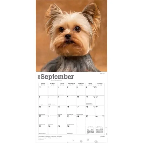 BrownTrout Yorkshire Terriers 2026 12"x24" Hanging Square Wall Calendar Plastic-Free image {3}