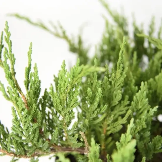 2.25gal Green Sargent Juniper Plant - National Plant Network image {1}