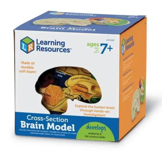 Learning Resources Cross-Section Brain Model, 5" Long, Ages 7+ image {3}