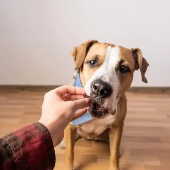 Zesty Paws Lil' Zesties Aller-Immune Supplement Squares - Smoked Turkey - 10oz image {4}