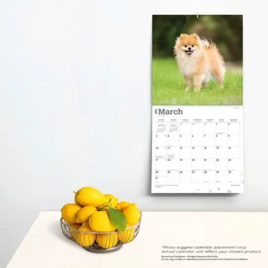 Browntrout 2024 Wall Calendar 12"x12" Pomeranians image {3}