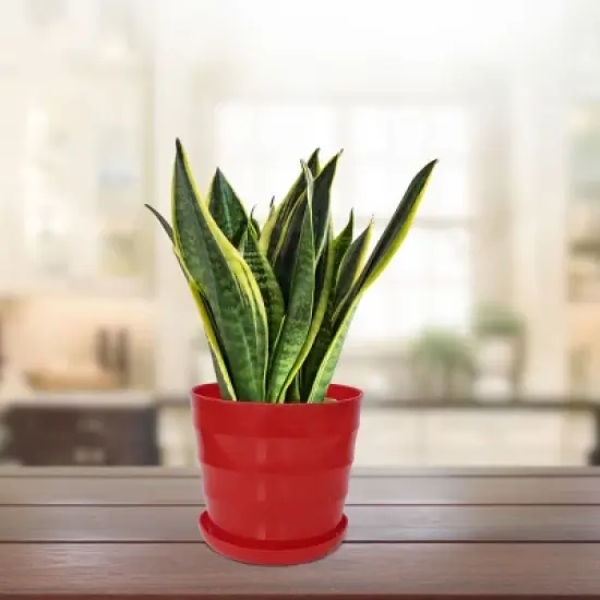 Unique Bargains Plastic Round Shape Home Garden Office Plant Planter Flower Pot 1 Pc image {5}