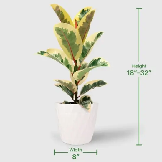 8" Foliage - Good Little Garden&trade; image {3}