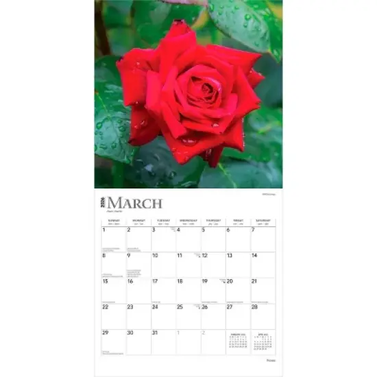 BrownTrout Roses 2026 12"x24" Hanging Square Wall Calendar Plastic-Free image {2}