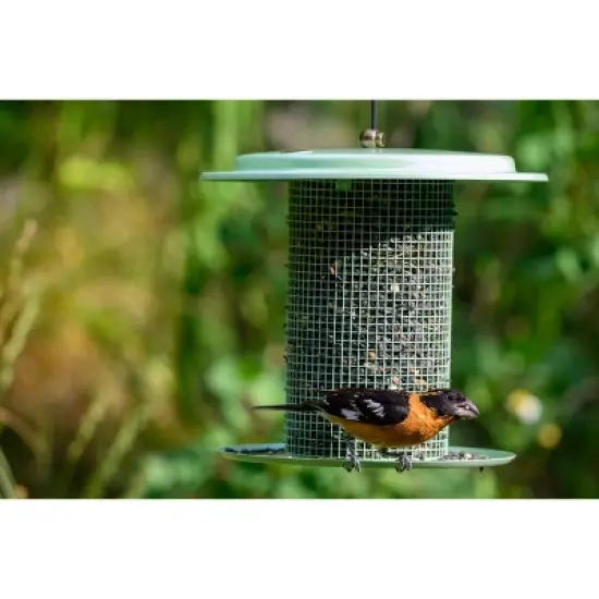 Bird Choice Modern Farmhouse Sunflower Seed Tube Bird Feeder 9.5" Sage Green image {3}