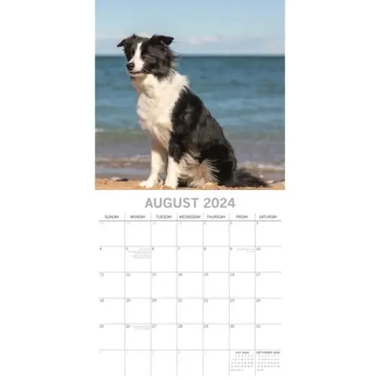 The Gifted Stationery 2024 Square Wall Calendar, Border Collies, 16-Month Paw Prints Theme with 180 Reminder Stickers (12x12 In) image {2}