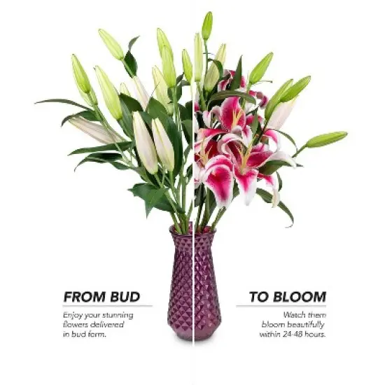 Fresh Cut Oriental Lily Flowers - 30 Stems image {4}