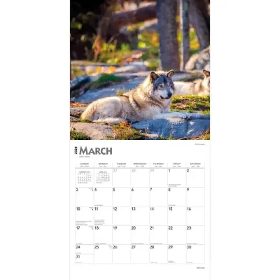 Browntrout 2024 Wall Calendar 12"x12" Wolves image {2}