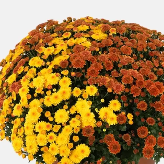 12" Garden Mum Bi-Color Live Plant - Good Little Garden&trade; image {1}
