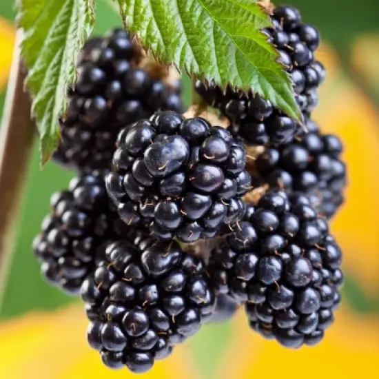 1pc Blackberry Arapaho - National Plant Network image {2}