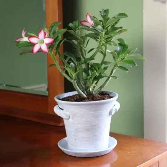 Window Garden 6" Rustic Charm Planter - Ceramic Decorative Pot for Herbs, Flowers, Succulents. Home D&eacute;cor & Gift. image {2}