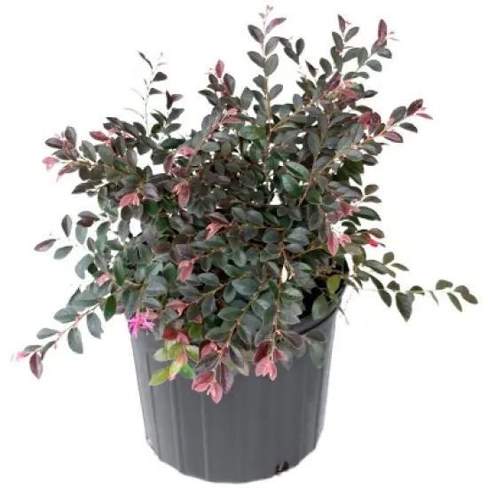 2gal Red Chocolate Loropetalum Plant with Red Blooms - National Plant Network image {1}