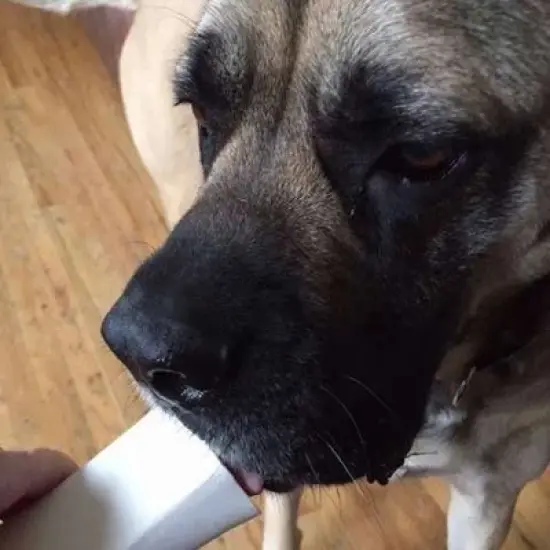 Pawstruck Large Filled Dog Bones Made in USA Stuffed Bulk 6" Femur Dog Dental Treats & Chews, American Made image {6}