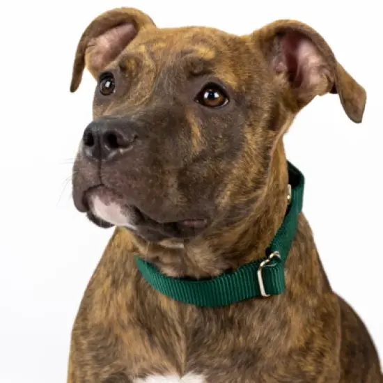 Country Brook Design Martingale Heavyduty Nylon Dog Collar image {9}