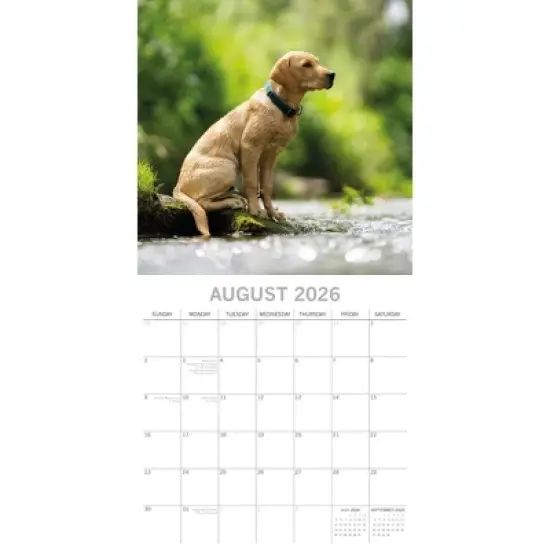 2026 Square Wall Calendar, Labradors, 16-Month Animals Theme with 180 Reminder Stickers (12x12 In) image {2}