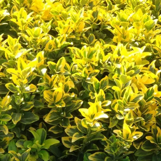 National Plant Network Live Outdoor Golden Euonymus Plant - 1ct 1gal image {7}