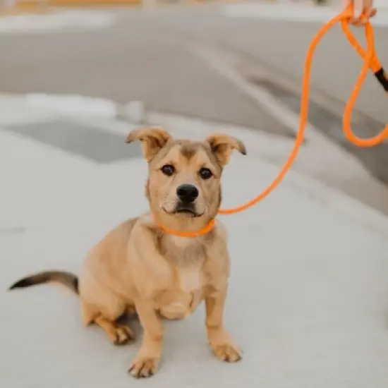 Mighty Paw Check Cord | Strong Reflective Dog Leash for Off-Leash Training image {2}