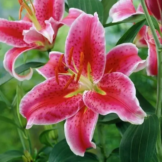 Lilies Oriental Stargazer - Set of 12 Bulbs - Van Zyverden image {4}