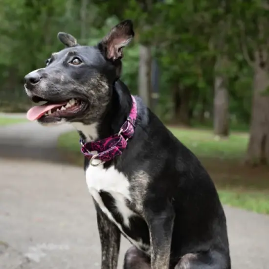 Country Brook Petz Martingale Dog Collar - Attitude Collection image {1}