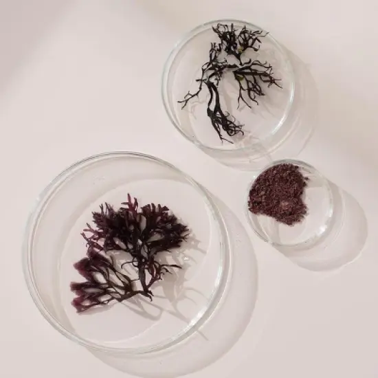 NEW NORDIC Irish Sea Moss Extract - Tri-Algae Complex with Norwegian Kelp & Wakame Seaweed - Vegan & Gluten Free , Compressed Raw Powder - 30 Tablets image {4}