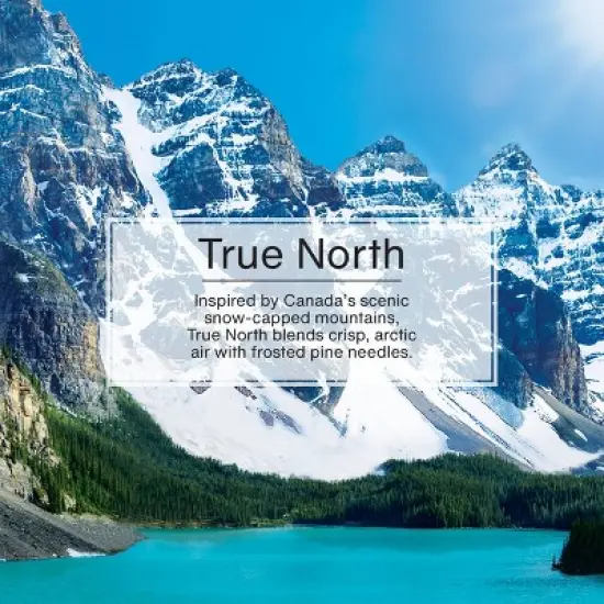 Little Trees True North Air Freshener 3pk image {3}