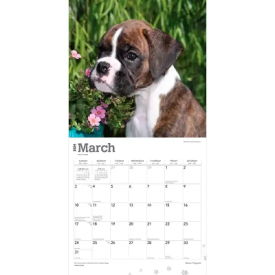 Browntrout 2024 Wall Calendar 12"x12" Boxer Puppies image {2}