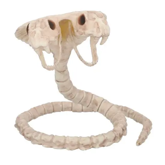 5 1/2" Two-Headed Cobra Snake Skeleton Halloween Decoration image {1}