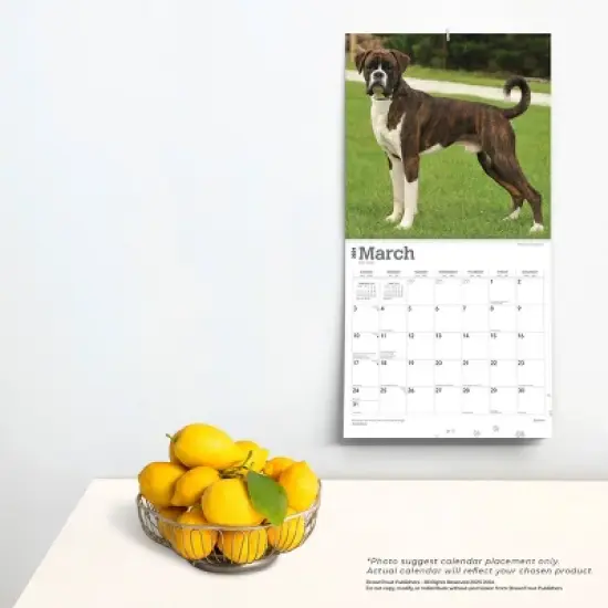 Browntrout 2024 Wall Calendar 12"x12" Boxers International Edition image {3}