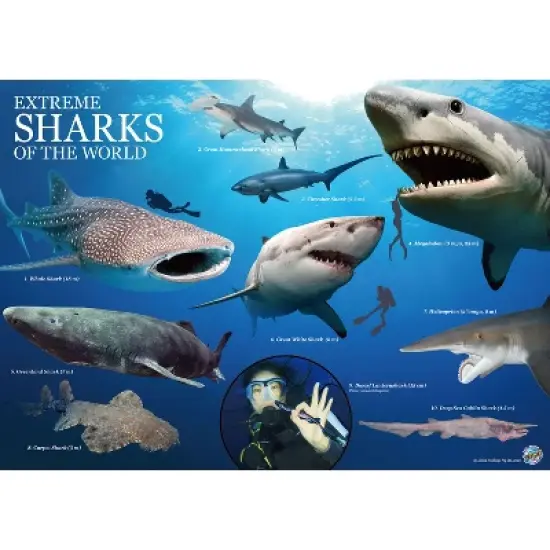 WILD! Environmental Science Extreme Sharks of the World image {4}