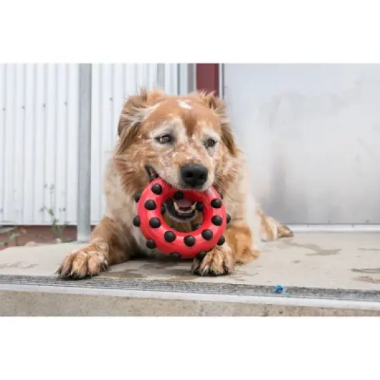 KONG Dotz Circle Interactive Dog Toy - Red - L image {2}