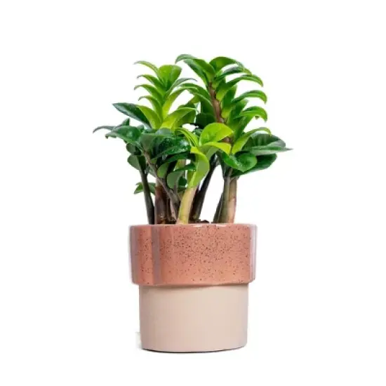 Live 4" Zenzi ZZ Potted Houseplant image {4}