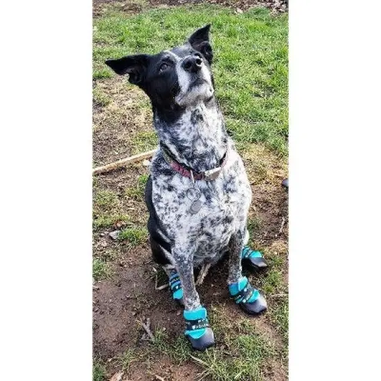 Healers Urban Walker Dog Boots - Teal image {3}