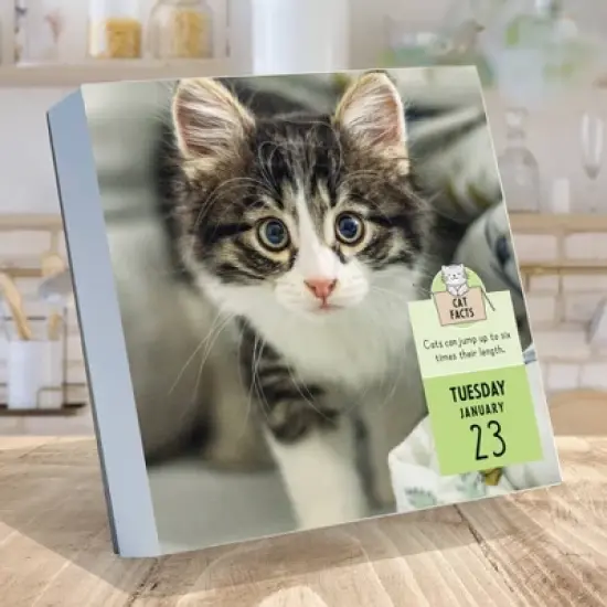 TF Publishing 2024 Daily Desktop Calendar 5.25"x5.25" Cat A Day image {1}
