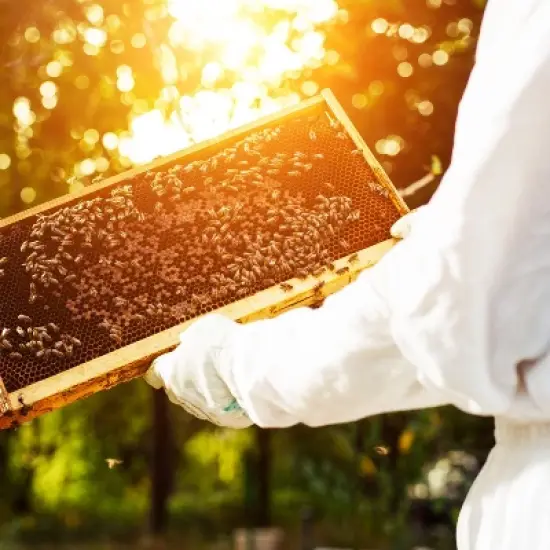 Lehman's Stoney Acres Beekeeping Beehive Box, 8 Frame Deep Assembled Super or Brood Honeybee Hive Box, Amish Made image {3}