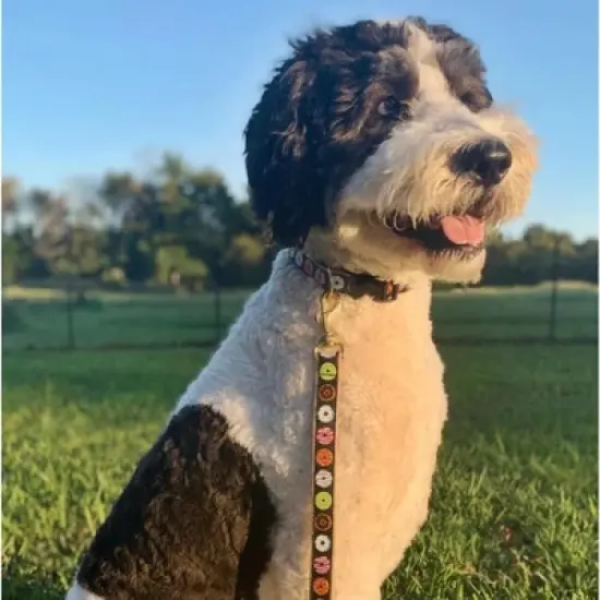 Up Country Donuts Collar, Large 15"-21" image {1}