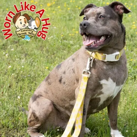 Country Brook Petz 6 Foot Dog Leash - Tasty Collection image {2}