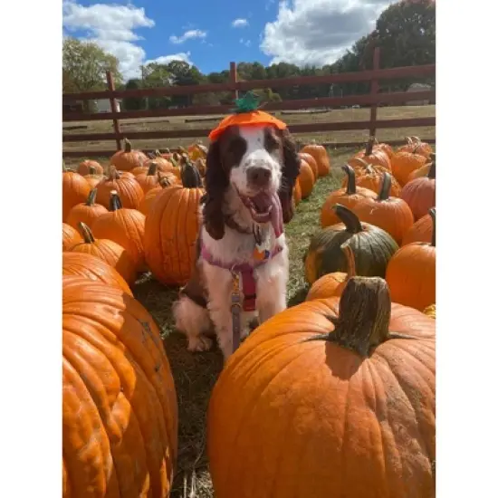 Midlee Dog Pumpkin Headband Halloween Costume image {2}