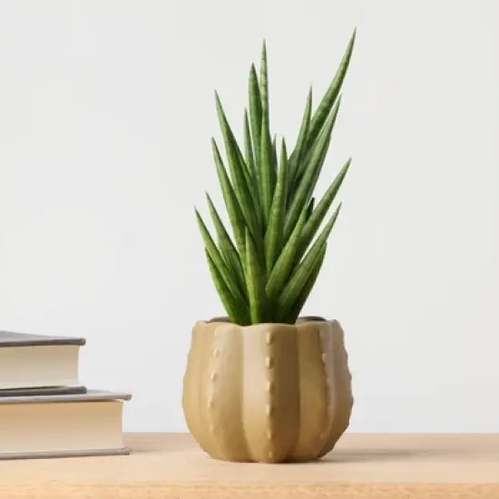 Pumped for Fall Brown Live Houseplant - Good Little Garden&trade; image {3}