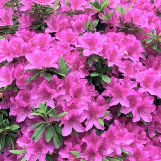 2.5qt Mildred Azalea Plant with Purple Blooms - National Plant Network image {2}