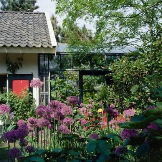 Van Zyverden 12ct Bulbs Allium Purple Sensation image {2}