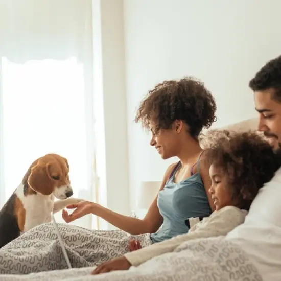 Pet Stairs - Home and Vehicle Foldable Nonslip Dog Steps with 3-Step Design - For Puppies, Kittens, and Other Small Pets by PETMAKER (Gray) image {3}